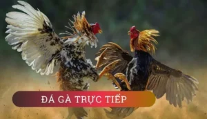 Làm Chủ Đá Gà GA28 Tại GGWIN Với Chiến Thuật Bất Bại