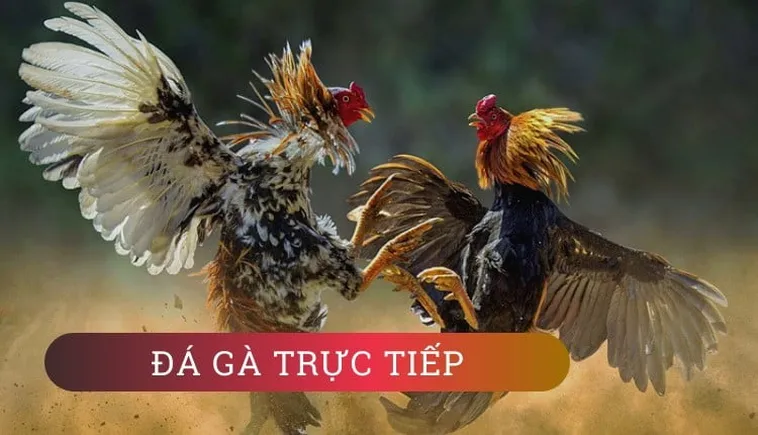 Làm Chủ Đá Gà GA28 Tại GGWIN Với Chiến Thuật Bất Bại
